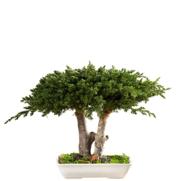 Bonsaï Juniperus 25 cm