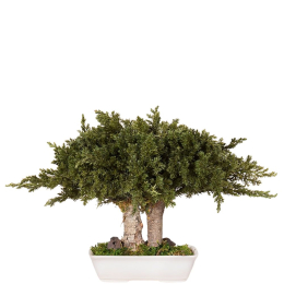 Bonsaï Juniperus 15 cm