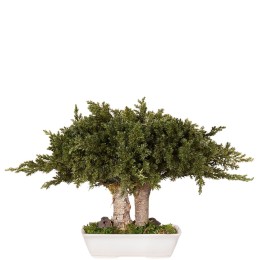 Bonsaï Juniperus 15 cm