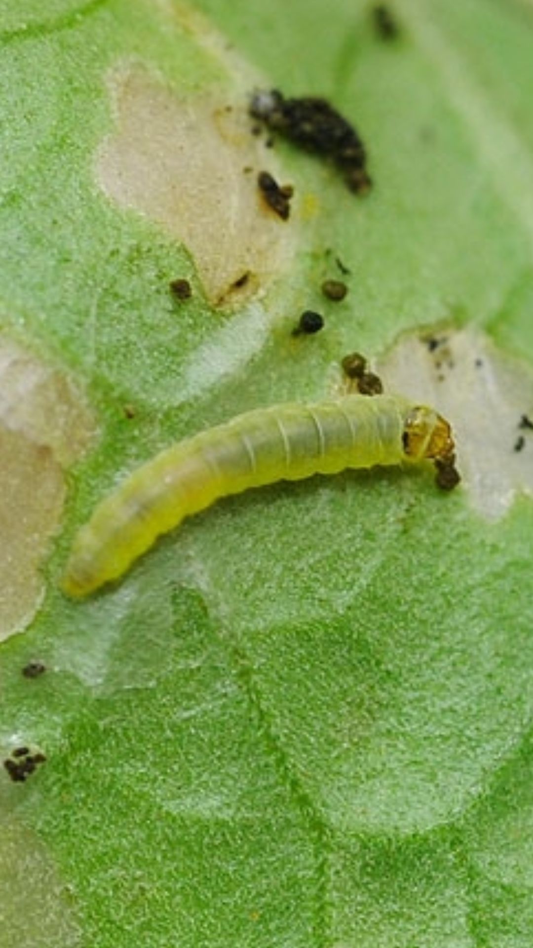 Mineuse de la tomate