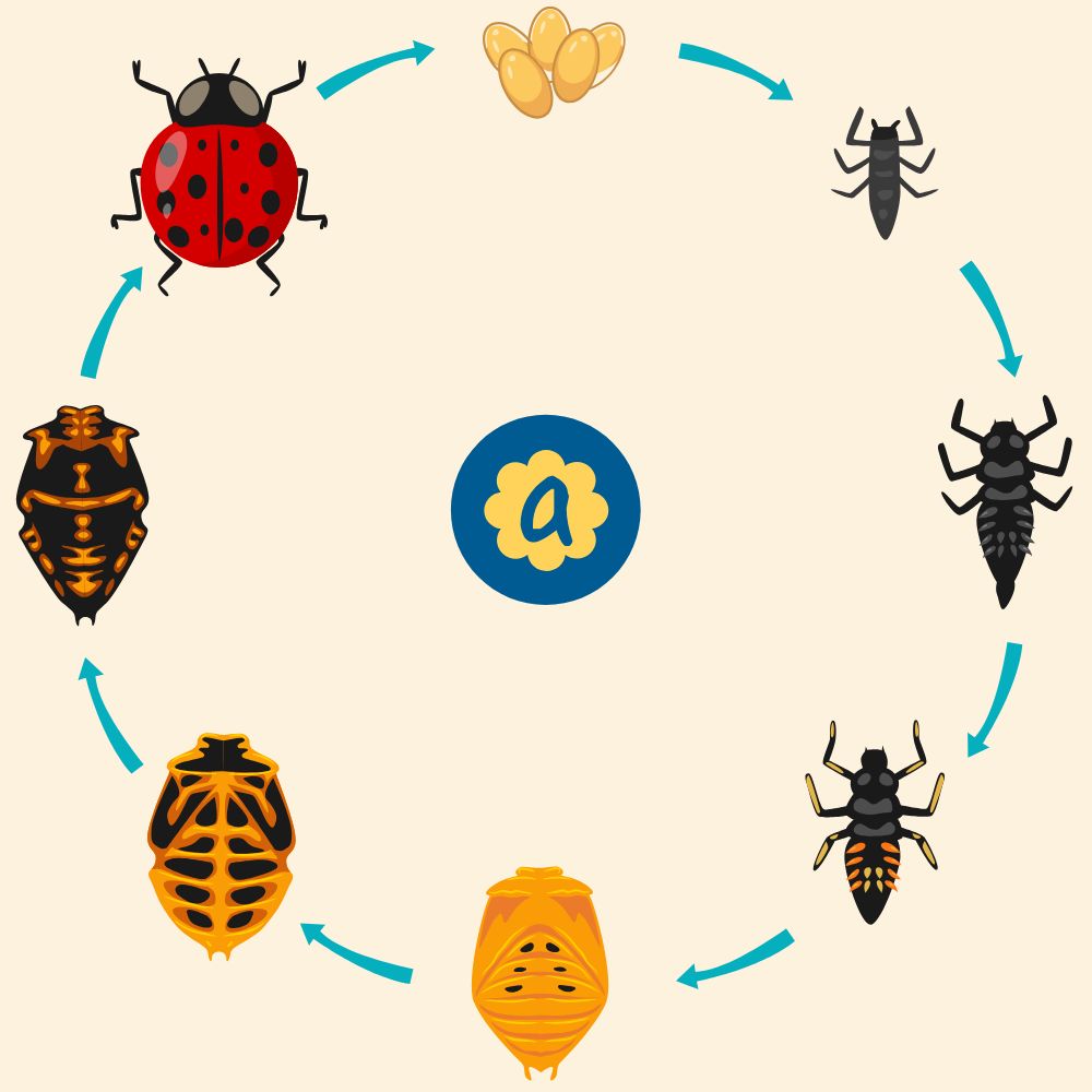 Le cycle de vie des coccinelles