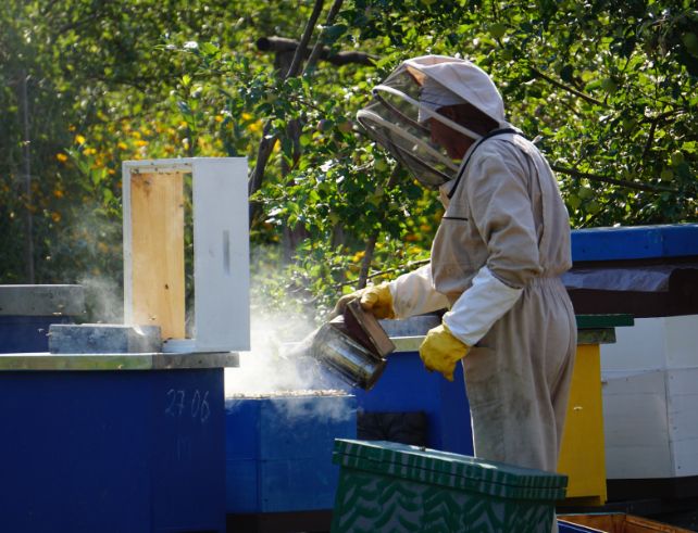 apiculture