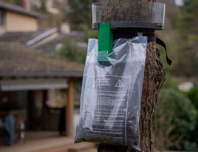 Piege contre la chenille processionaire du pin