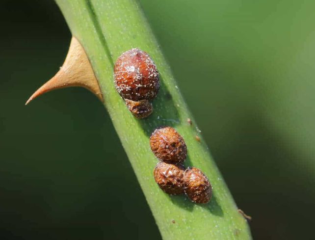 Cochenilles