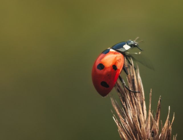 Coccinelle Adalia 