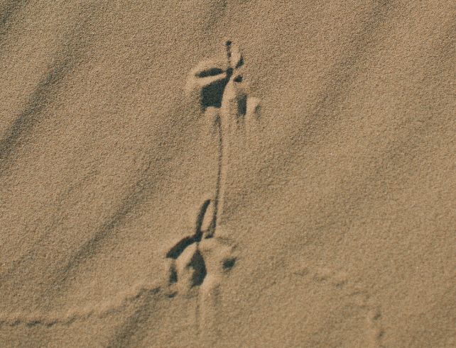 traces d'animaux activités enfants 