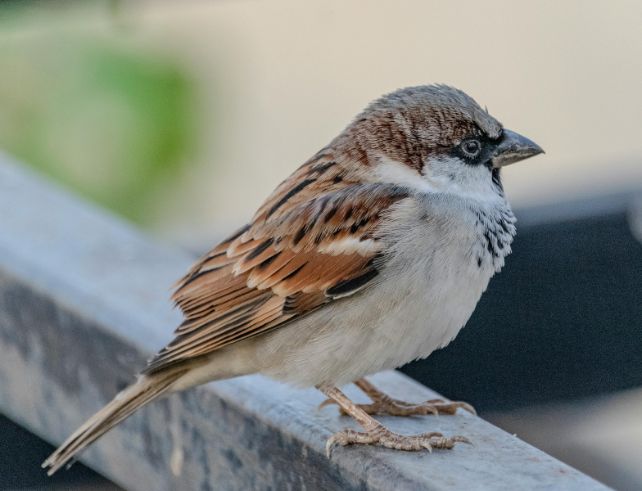 Moineau domestique