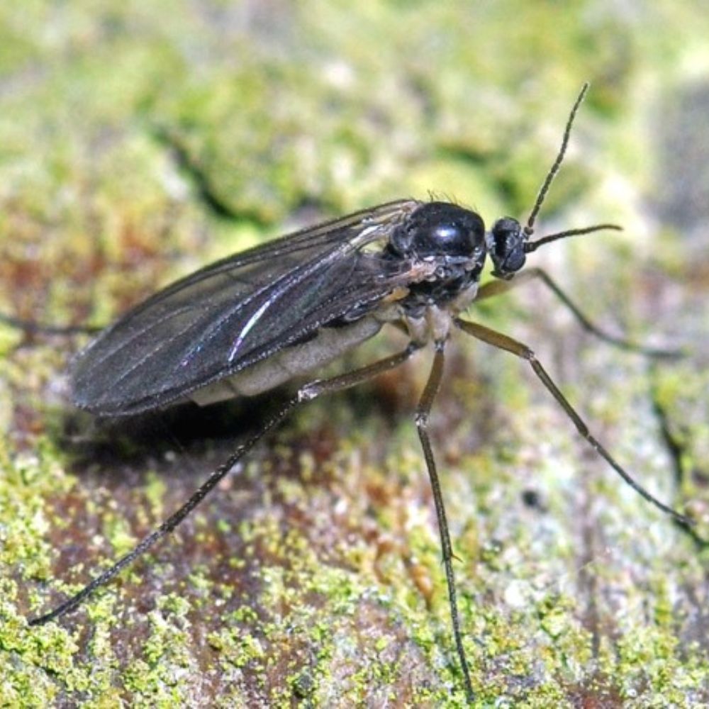 Mouche des terreaux 