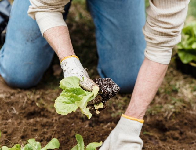 Les auxiliaires naturels : alliés de votre jardin et de l’écologie