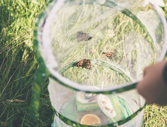 Les différentes étapes du cycle de vie d’un papillon grâce au kit d’élevage