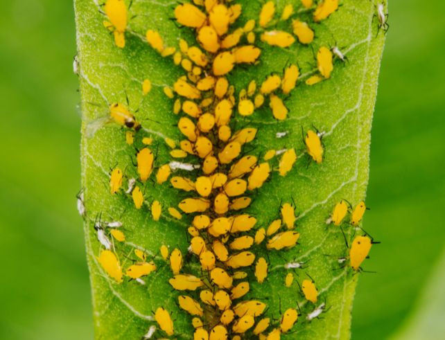 Comment éliminer les pucerons de manière naturelle et efficace ?