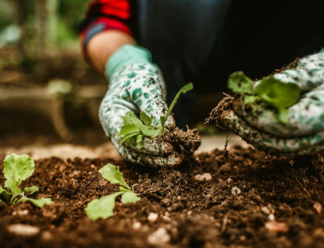 La lutte biologique en permaculture : principes, cycles et interactions naturelles