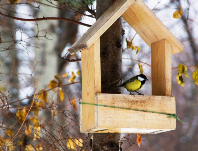 Nichoirs à oiseaux : une solution naturelle pour soutenir la biodiversité locale